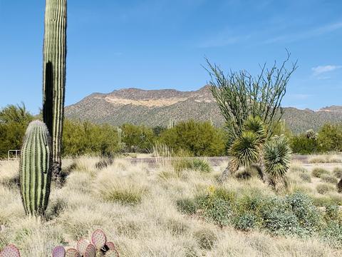 9838 E June St, Mesa, AZ 85207 photo 45