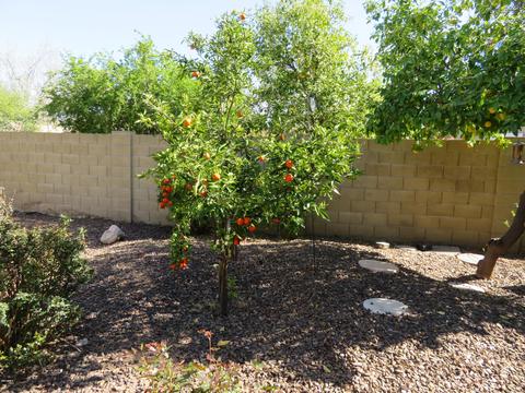 2926 E Villa Rita Dr, Phoenix, AZ 85032 photo 37