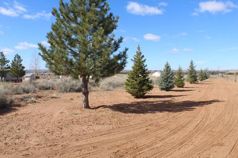 1161 E Greer Ave, Snowflake, AZ 85937 photo 29