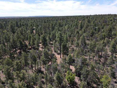 2831 Cattle Trail Rd, Overgaard, AZ 85933 photo 5