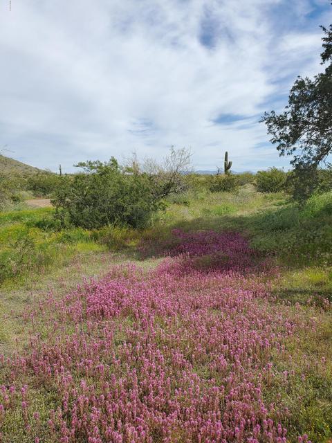 2835 E Jj Ranch Rd, Phoenix, AZ 85024 photo 37