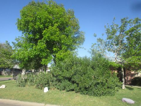 8201 E 3rd Ave, Mesa, AZ 85208 photo 13