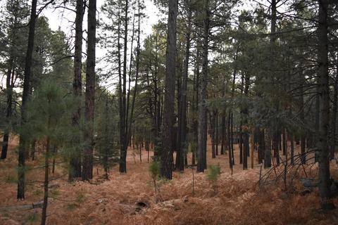 2580 Tom Loop, Forest Lakes, AZ 85931 photo 19
