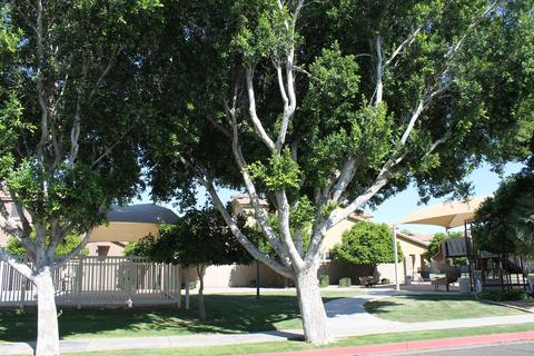 5257 E Hilton Ave, Mesa, AZ 85206 photo 50