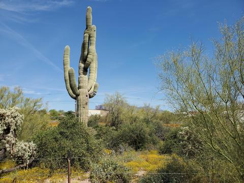1273 W Kaniksu St, Apache Junction, AZ 85120 photo 4