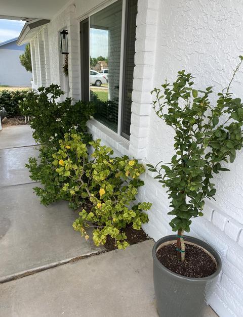 903 E Huber St, Mesa, AZ 85203 photo 6