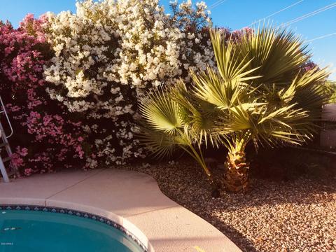 3146 E Cholla St, Phoenix, AZ 85028 photo 29