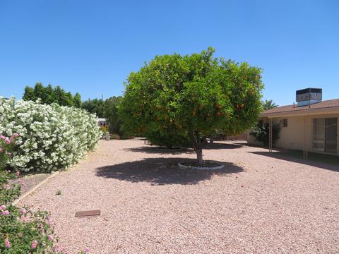 6714 E Adobe St, Mesa, AZ 85205 photo 3