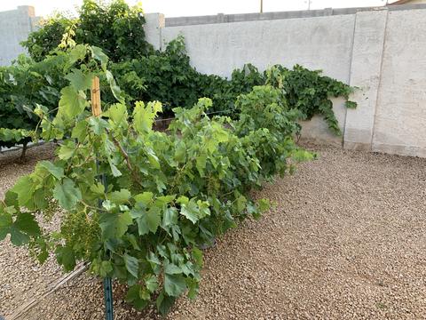 1817 E Presidio Rd, Phoenix, AZ 85022 photo 23