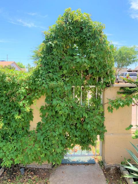 3240 E Mckinley St, Phoenix, AZ 85008 photo 9
