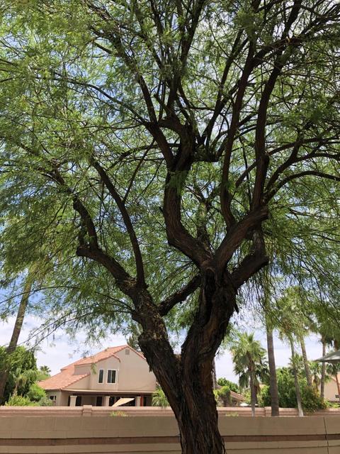 16645 S 38th Pl, Phoenix, AZ 85048 photo 10
