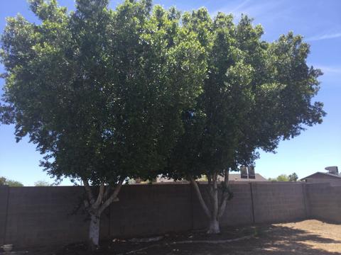 5725 S Westfall Ave, Tempe, AZ 85283 photo 35