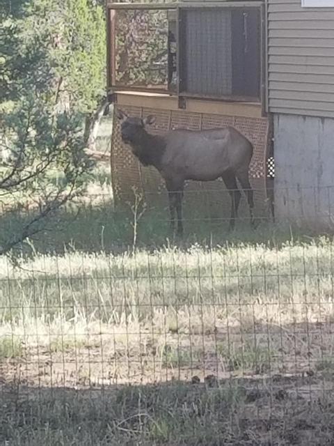 3321 Ox Bow Bnd, Overgaard, AZ 85933 photo 32