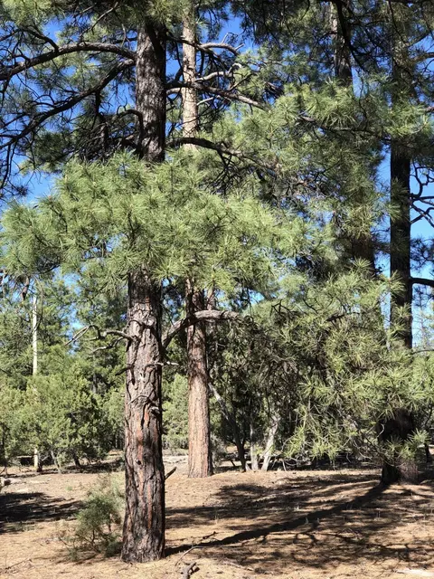 2757 High Ridge Rd #-, Overgaard, AZ 85933 photo 3