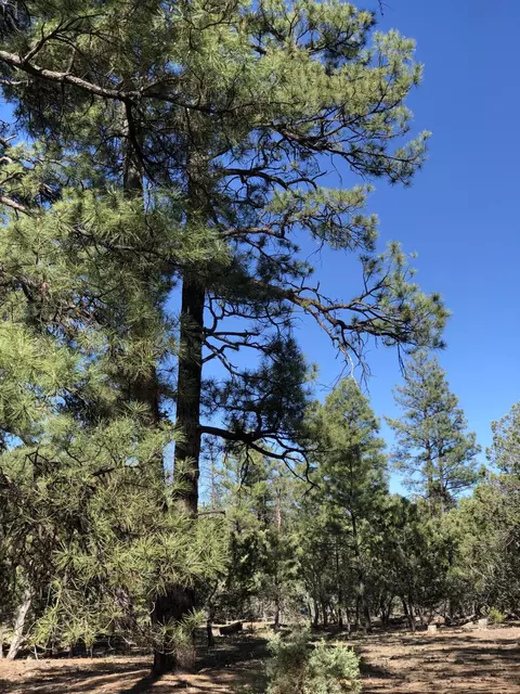 2757 High Ridge Rd #-, Overgaard, AZ 85933 photo 2
