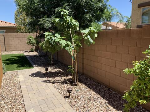 1104 E Goldcrest St, Gilbert, AZ 85297 photo 23