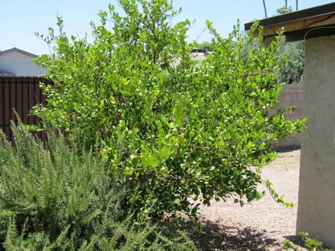 3438 E Dahlia Dr, Phoenix, AZ 85032 photo 24