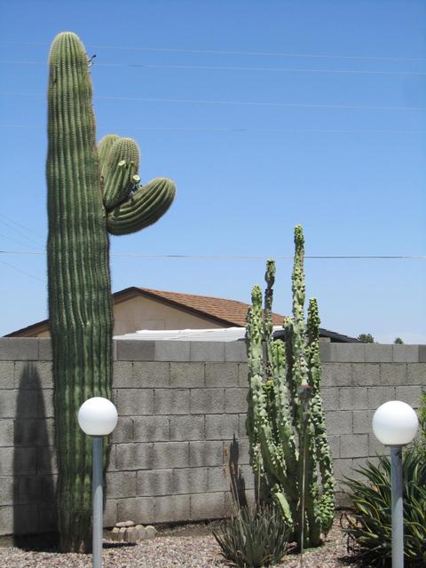 3438 E Dahlia Dr, Phoenix, AZ 85032 photo 23