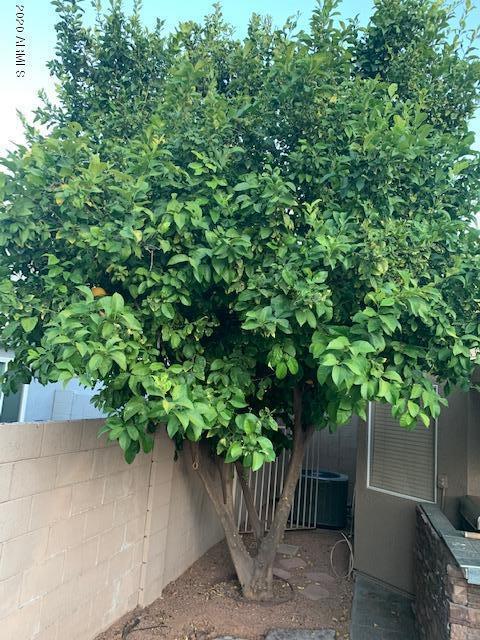 7464 E Natal Ave, Mesa, AZ 85209 photo 21