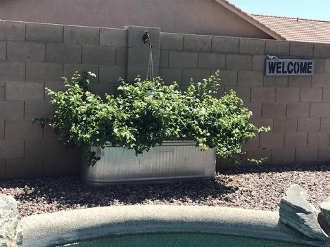 1929 E Sagebrush St, Gilbert, AZ 85296 photo 23