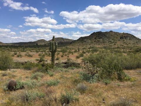 16 E Wood Dr, Phoenix, AZ 85022 photo 6