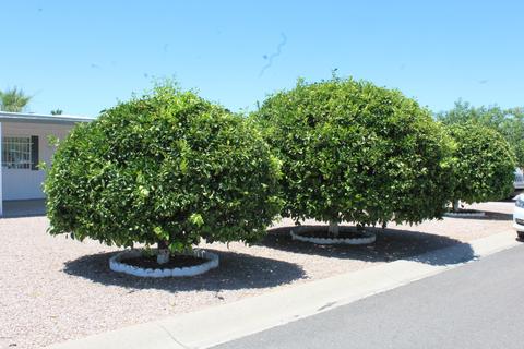 8730 E Delilah Ave, Mesa, AZ 85208 photo 25