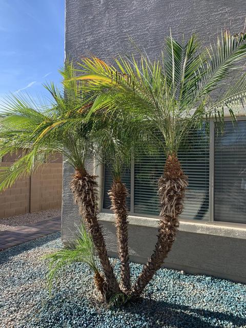3508 E Aris Dr, Gilbert, AZ 85298 photo 66
