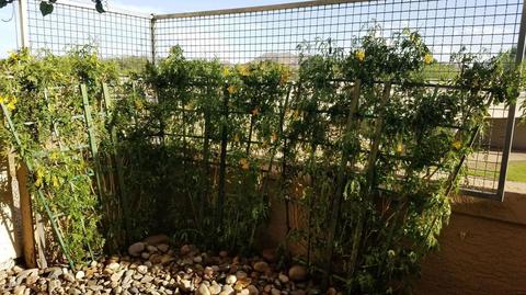 4150 E Cactus Rd #117, Phoenix, AZ 85032 photo 9