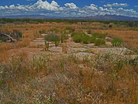 tbd W Webb Rd #-, Elfrida, AZ 85610 photo 22