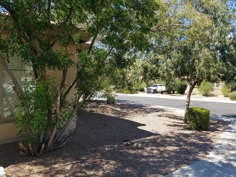 1561 E Lark St, Gilbert, AZ 85297 photo 23