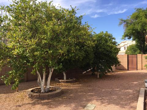 912 N Layman St, Gilbert, AZ 85233 photo 38