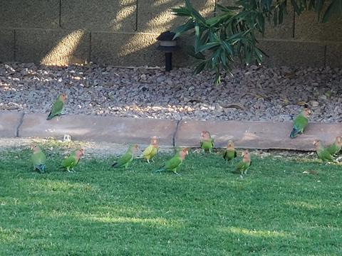 4031 E Shomi St, Phoenix, AZ 85044 photo 24
