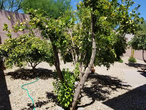 2436 W Eagle Feather Rd, Phoenix, AZ 85085 photo 40
