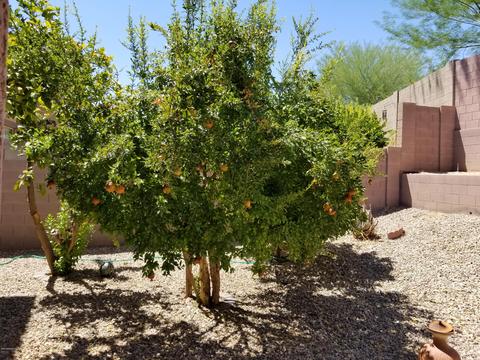 2436 W Eagle Feather Rd, Phoenix, AZ 85085 photo 41