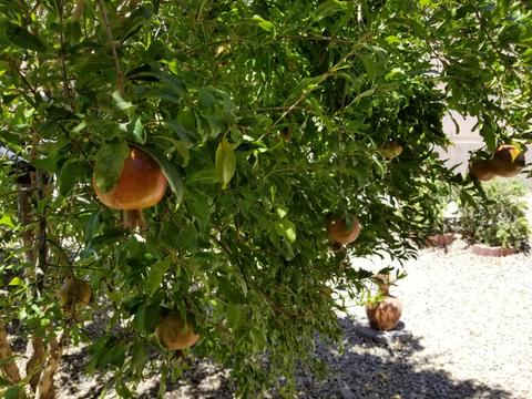 2436 W Eagle Feather Rd, Phoenix, AZ 85085 photo 39