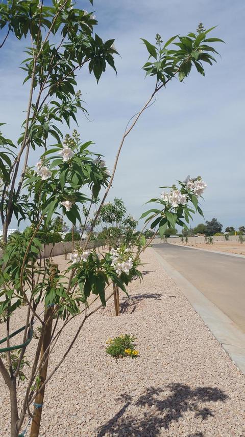 6928 E Butte St, Mesa, AZ 85207 photo 34