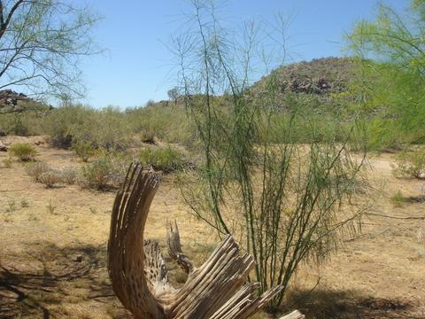 2105 E Quail Ave, Phoenix, AZ 85024 photo 29