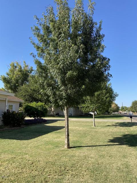 3352 S 147th Pl S, Gilbert, AZ 85297 photo 3