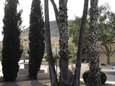 232 E Surrey Ave, Phoenix, AZ 85022 photo 5