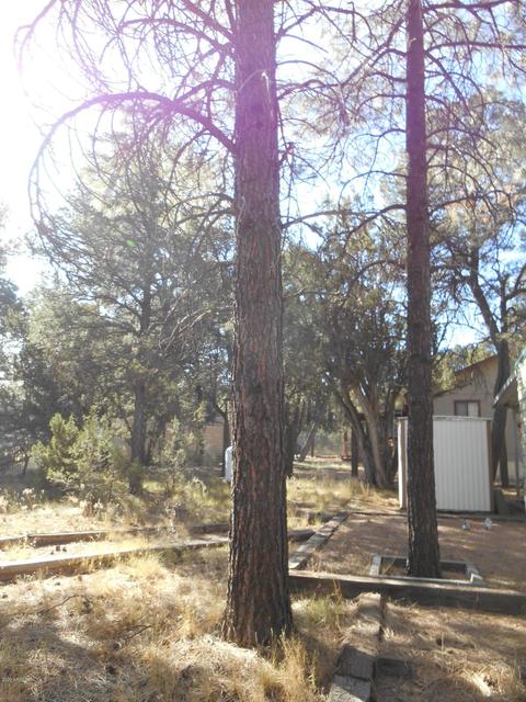 2143 Wildflower Rd, Overgaard, AZ 85933 photo 7