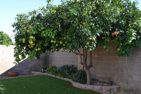 597 E Cantebria Dr, Gilbert, AZ 85296 photo 43