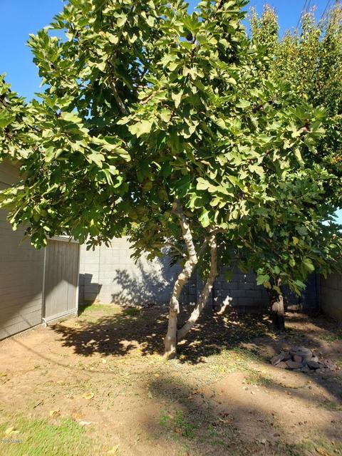 8427 N 17th Ave, Phoenix, AZ 85021 photo 40