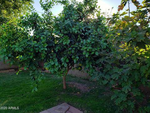1317 E Orange St, Tempe, AZ 85281 photo 27