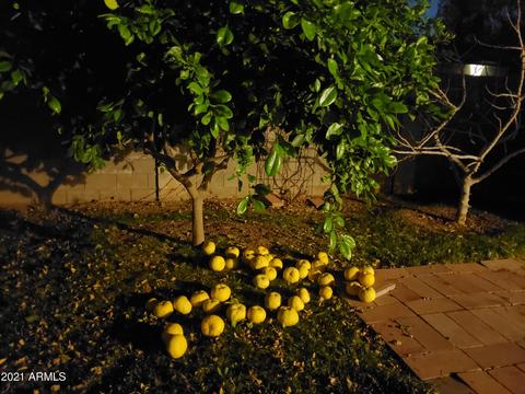 1317 E Orange St, Tempe, AZ 85281 photo 31