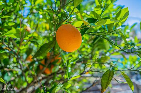 9529 E Monterey Ave, Mesa, AZ 85209 photo 38