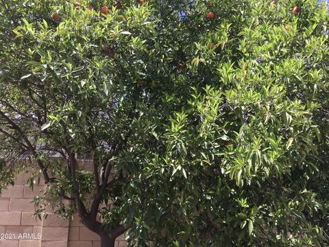 3438 E Le Marche Ave, Phoenix, AZ 85032 photo 17