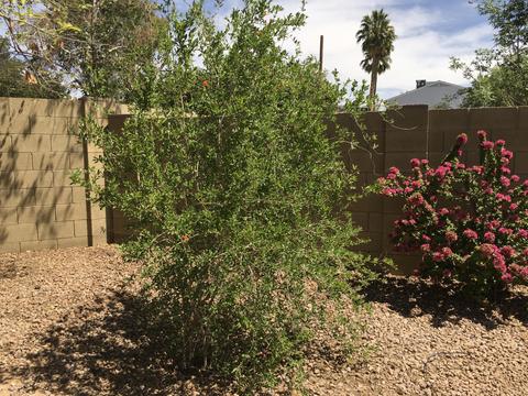 3438 E Le Marche Ave, Phoenix, AZ 85032 photo 18