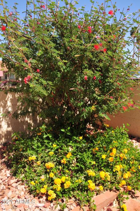 915 W Harvard Dr, Tempe, AZ 85283 photo 5
