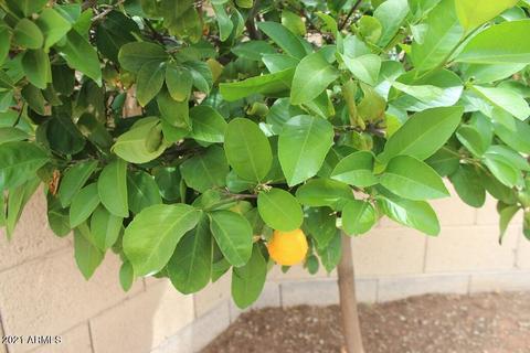 8544 E Natal Cir, Mesa, AZ 85209 photo 27
