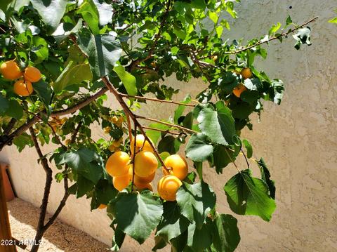 2322 S Rogers -- #45, Mesa, AZ 85202 photo 38